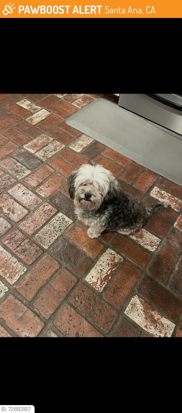 Found/Stray Female Dog last seen Grand & St Gertrude, Santa Ana, CA 92705