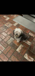 Found/Stray Female Dog last seen Grand & St Gertrude, Santa Ana, CA 92705