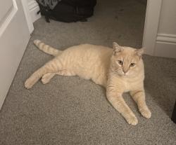Lost Male Cat last seen Near ne 148th st Vancouver wa 98686, Vancouver, WA 98686