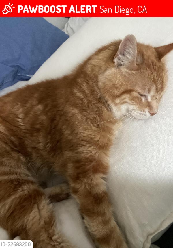 Lost Male Cat last seen Hamilton & University , San Diego, CA 92104