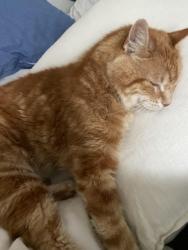 Lost Male Cat last seen Hamilton & University , San Diego, CA 92104
