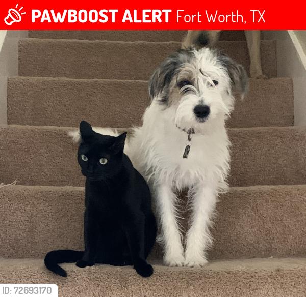 Lost Female Cat last seen Clary Ave, Fort Worth, TX 76111