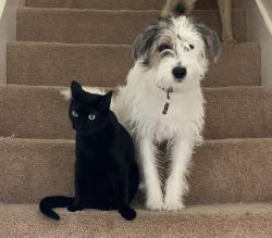 Lost Female Cat last seen Clary Ave, Fort Worth, TX 76111