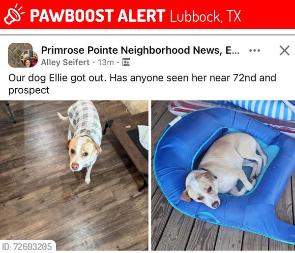 Lost Female Dog last seen 72nd and Prospect, Lubbock, TX 79424