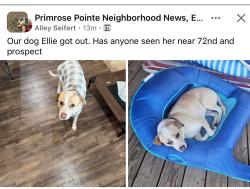 Lost Female Dog last seen 72nd and Prospect, Lubbock, TX 79424