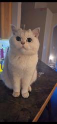 Lost Male Cat last seen Devide creek, Meridian, ID 83646