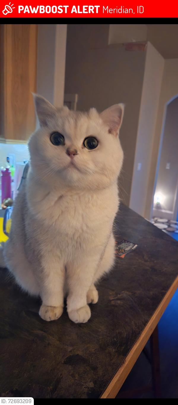 Lost Male Cat last seen Devide creek, Meridian, ID 83646