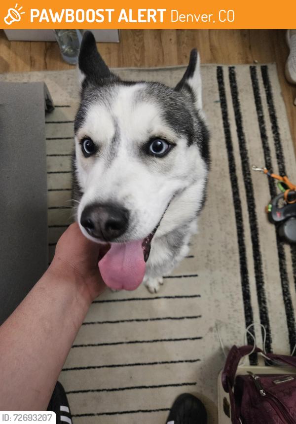 Found/Stray Male Dog last seen Highland park east, Denver, CO 80211