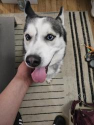 Found/Stray Male Dog last seen Highland park east, Denver, CO 80211