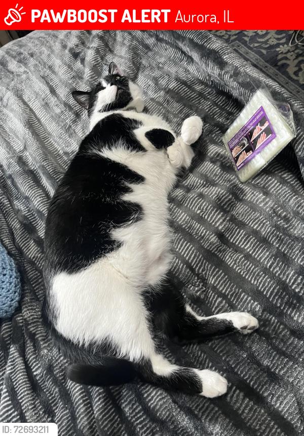 Lost Male Cat last seen Near Lundquist drive, Aurora, IL 60503