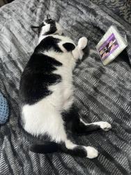 Lost Male Cat last seen Near Lundquist drive, Aurora, IL 60503