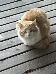 Found/Stray Unknown Cat last seen Assembly Drive at Jobee, Charleston, SC 29414
