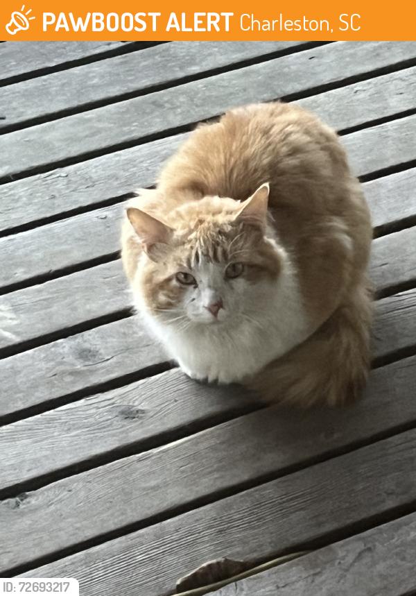 Found/Stray Unknown Cat last seen Assembly Drive at Jobee, Charleston, SC 29414