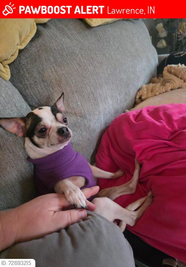 Lost Female Dog last seen Pendleton Pike and Hartman, Lawrence, IN 46226