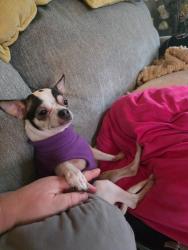 Lost Female Dog last seen Pendleton Pike and Hartman, Lawrence, IN 46226