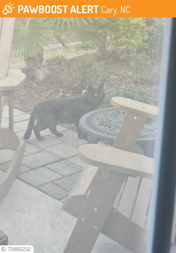 Found/Stray Unknown Cat last seen Beckingham loop, Cary, NC 27519