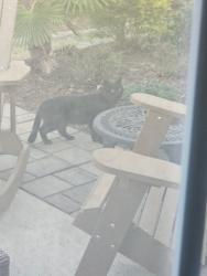 Found/Stray Unknown Cat last seen Beckingham loop, Cary, NC 27519