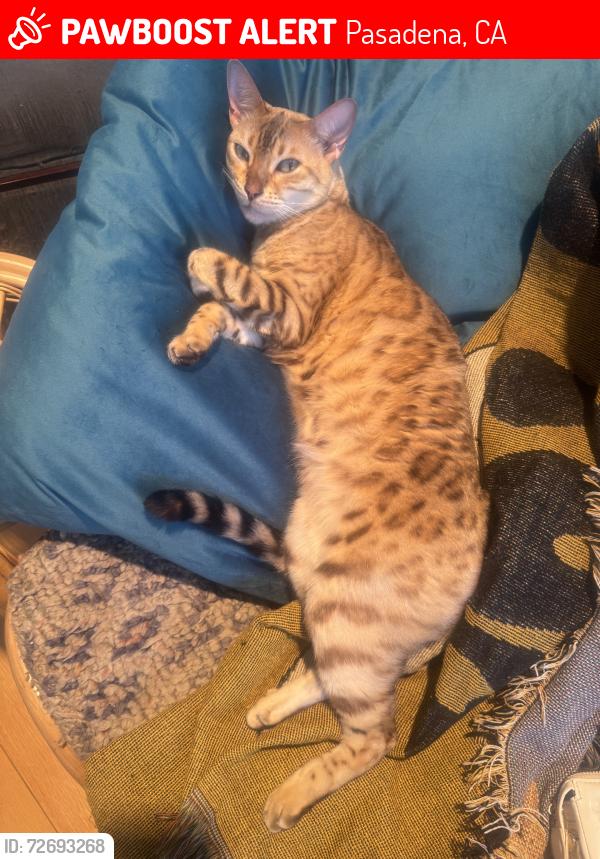Lost Female Cat last seen Colorado, Pasadena, CA 91106