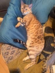 Lost Female Cat last seen Colorado, Pasadena, CA 91106