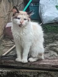 Lost Male Cat last seen Avenida Serrinha 689 , Conjunto Jatoba, MG 32400-000