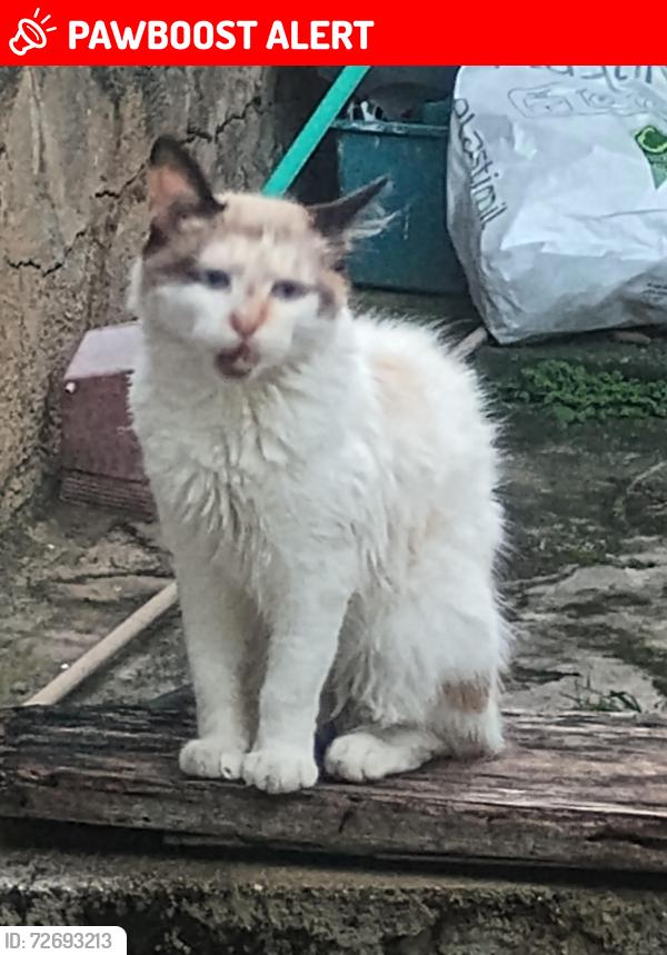 Lost Male Cat last seen Avenida Serrinha 689 , Conjunto Jatoba, MG 32400-000