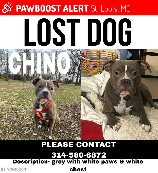 Lost Male Dog last seen Hyde Park Area on Blair & N.Grand STL 63107, St. Louis, MO 63107
