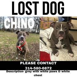 Lost Male Dog last seen Hyde Park Area on Blair & N.Grand STL 63107, St. Louis, MO 63107