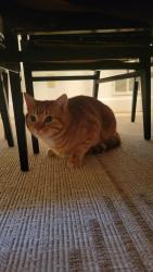 Found/Stray Unknown Cat last seen Near Newton Wellesley hosp , Newton, MA 02466