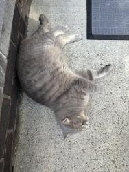 Lost Male Cat last seen avenue de l'academie, Dorval, QC 