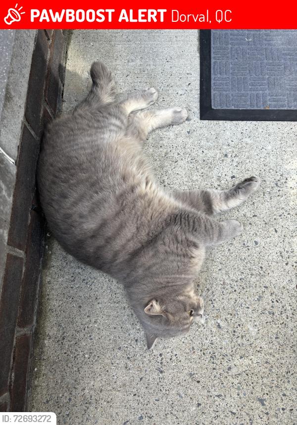 Lost Male Cat last seen avenue de l'academie, Dorval, QC 