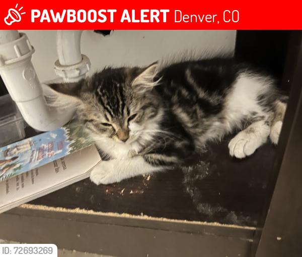 Lost Female Cat last seen Osage st, Denver, CO 80223