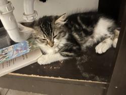 Lost Female Cat last seen Osage st, Denver, CO 80223