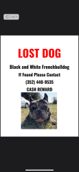 Lost Male Dog last seen Nw 60th ave , Levy County, FL 32626