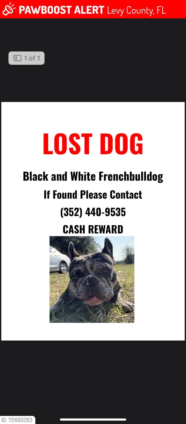 Lost Male Dog last seen Nw 60th ave , Levy County, FL 32626