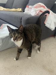 Lost Male Cat last seen Grayton ln, Woodbridge, VA 22191