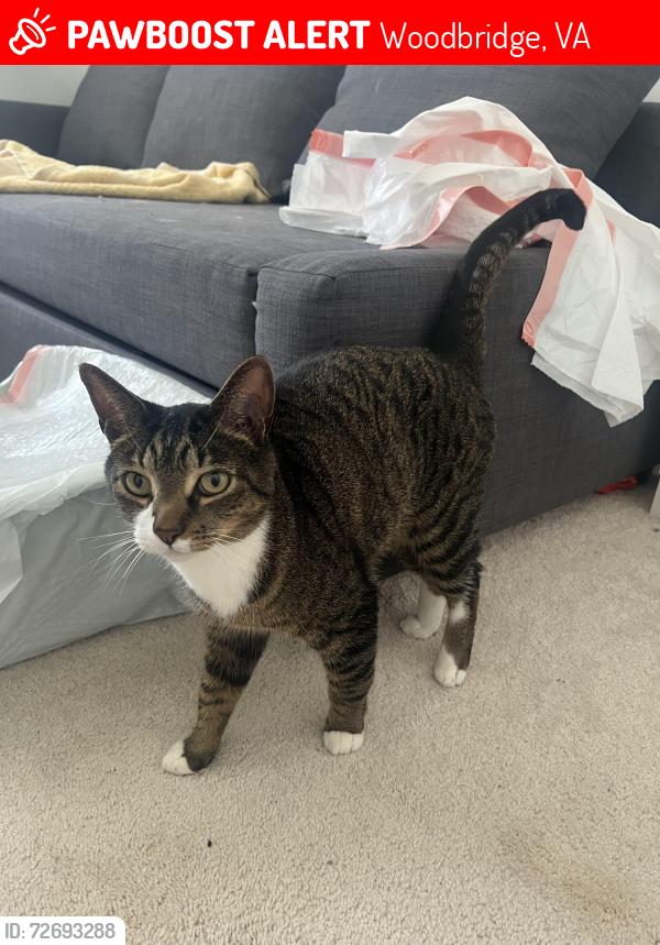 Lost Male Cat last seen Grayton ln, Woodbridge, VA 22191