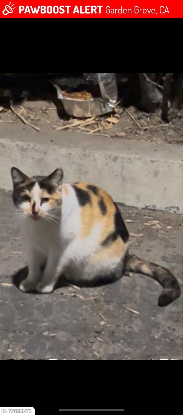Lost Female Cat last seen Dale st. Between Garden Grove blv. And Lampson , Garden Grove, CA 92841