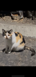 Lost Female Cat last seen Dale st. Between Garden Grove blv. And Lampson , Garden Grove, CA 92841