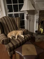 Lost Male Cat last seen Peeksville , Locust Grove, GA 30248