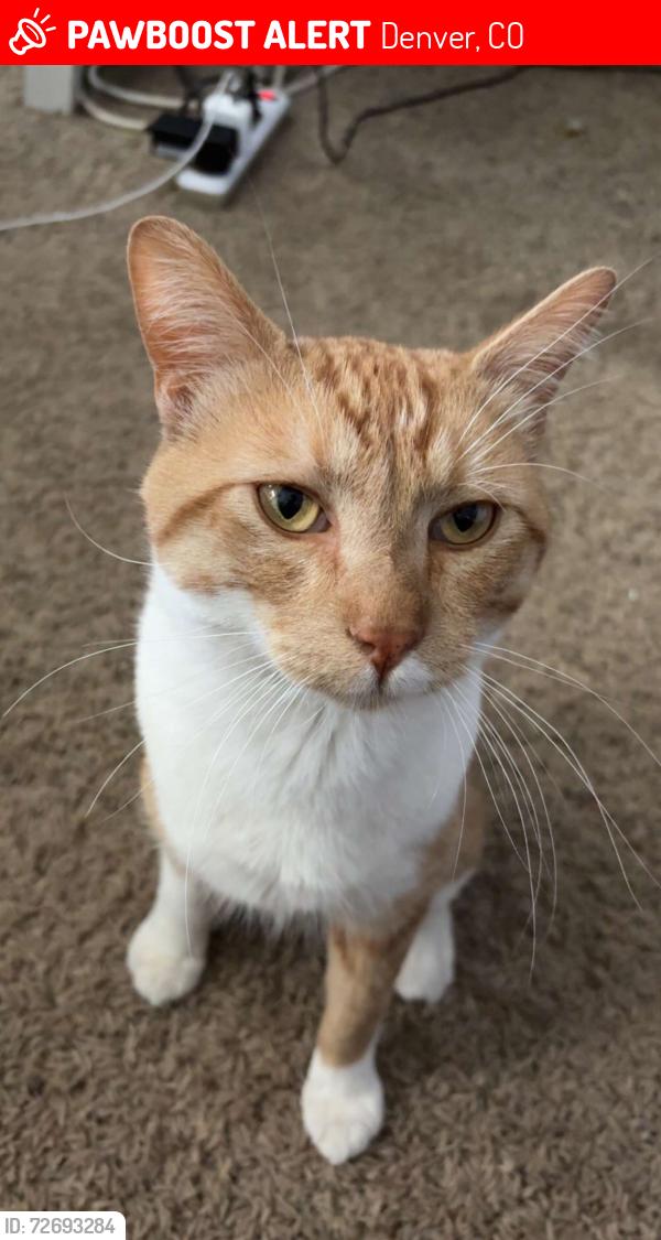 Lost Male Cat last seen Osage st, Denver, CO 80204