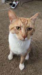 Lost Male Cat last seen Osage st, Denver, CO 80204