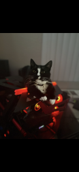 Lost Female Cat last seen Bella park apmts , Rialto, CA 92376
