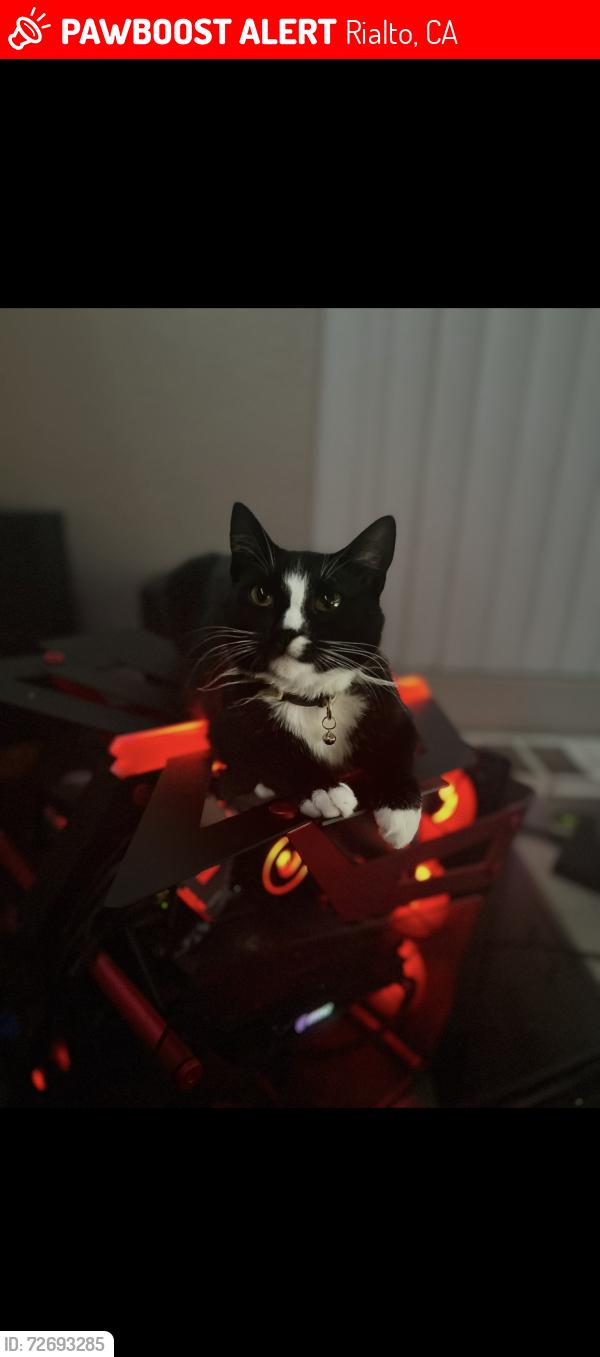 Lost Female Cat last seen Bella park apmts , Rialto, CA 92376