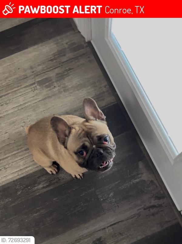 Lost Male Dog last seen Crystal Forest Subdivision - Cut n Shoot , Conroe, TX 77306