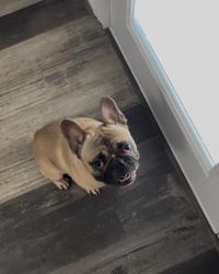 Lost Male Dog last seen Crystal Forest Subdivision - Cut n Shoot , Conroe, TX 77306