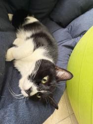 Lost Female Cat last seen Kincaid Ave and Whitemarsh, DeLand, FL 32724