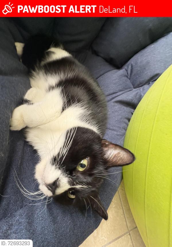 Lost Female Cat last seen Kincaid Ave and Whitemarsh, DeLand, FL 32724