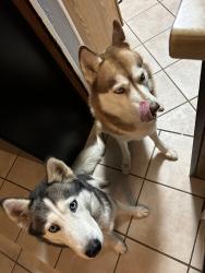 Lost Unknown Dog last seen Near Ave A Grand Prairie TX 75051, Grand Prairie, TX 75051