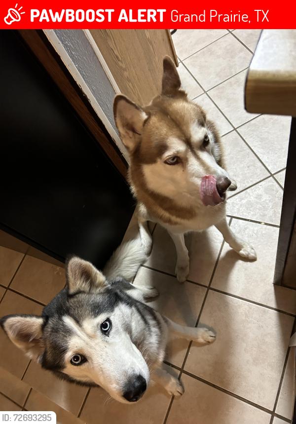 Lost Unknown Dog last seen Near Ave A Grand Prairie TX 75051, Grand Prairie, TX 75051