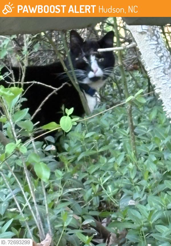 Found/Stray Unknown Cat last seen Behind Donna’s cafe in Hudson , Hudson, NC 28638